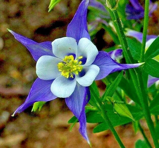 Rocky Mountain Columbine Seeds | Native Shade Garden Wildflower | Aquilegia caerulea