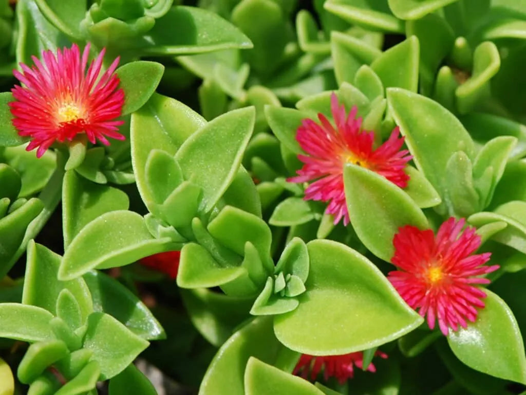 Aptenia Cordifolia Red Apple Sun Rose Cuttings - 24 pcs, 4-6 inch Succulent Plant for Rooting, Drought-Tolerant, Easy Care