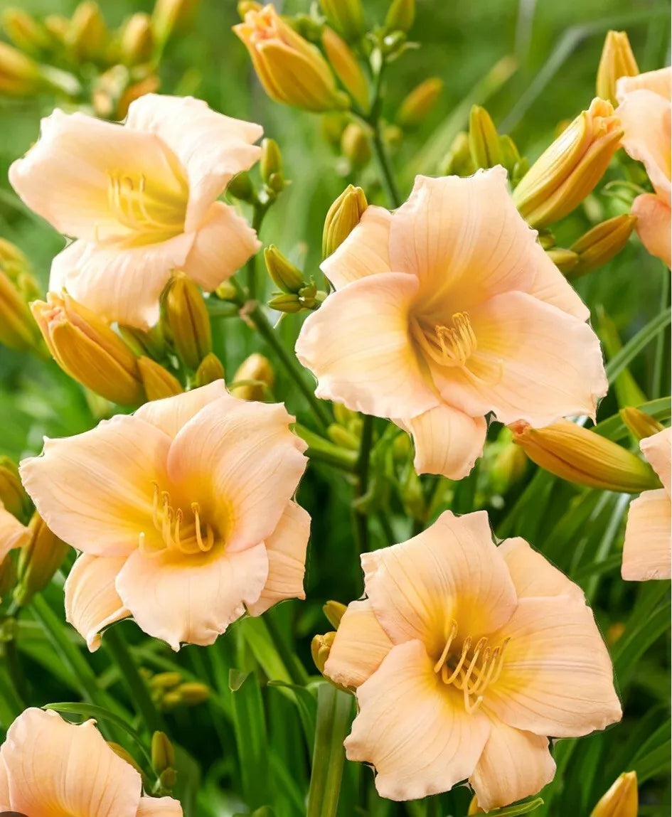 Mini Pearl Daylily Plant - Bare Root Perennial with Golden Beige Blooms