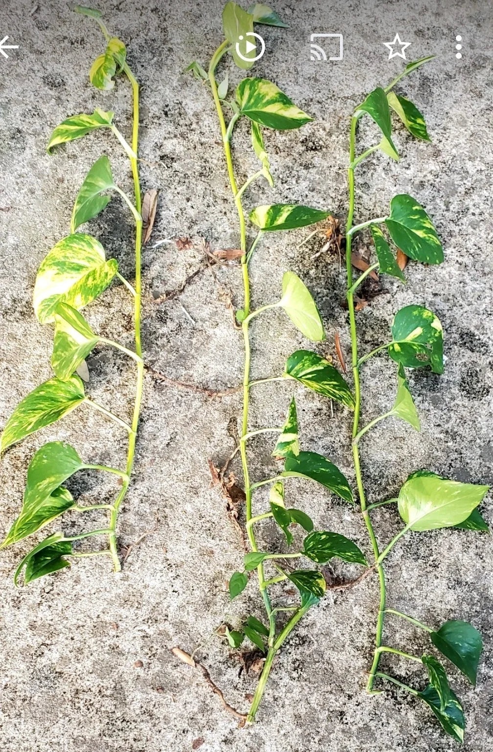 Giant Golden Hawaiian Pothos Plant - Live Indoor Houseplant in 6-Inch Pot - Epipremnum aureum Variegated Tropical Foliage