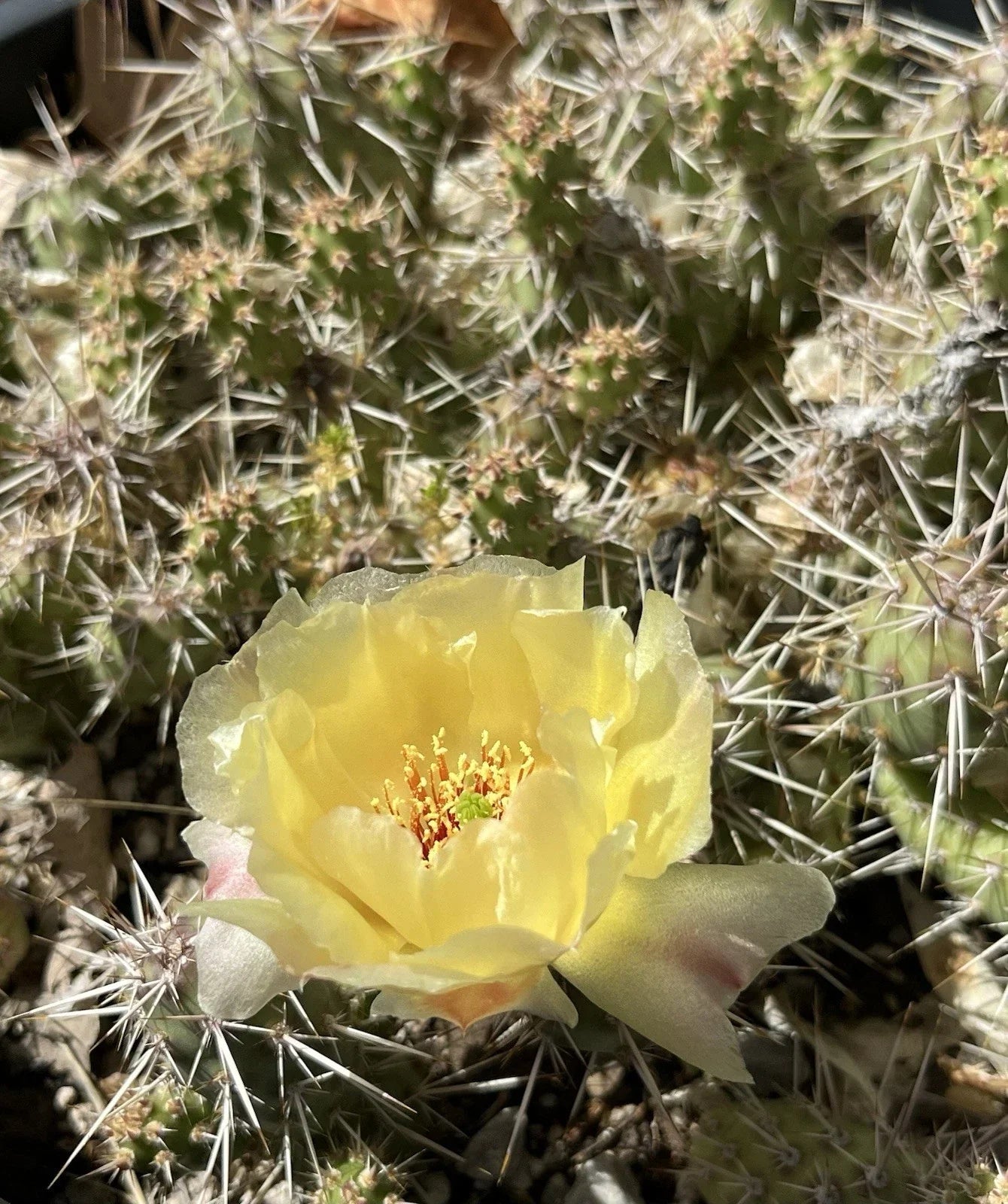 Brittle Prickly Pear Cactus Cutting 2" Opuntia fragilis Cold Hardy Zone 4 Succulent Propagation