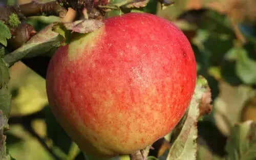 Kidd's Orange Red Apple Seeds - 25+ USA Grown Malus domestica Seeds for Garden