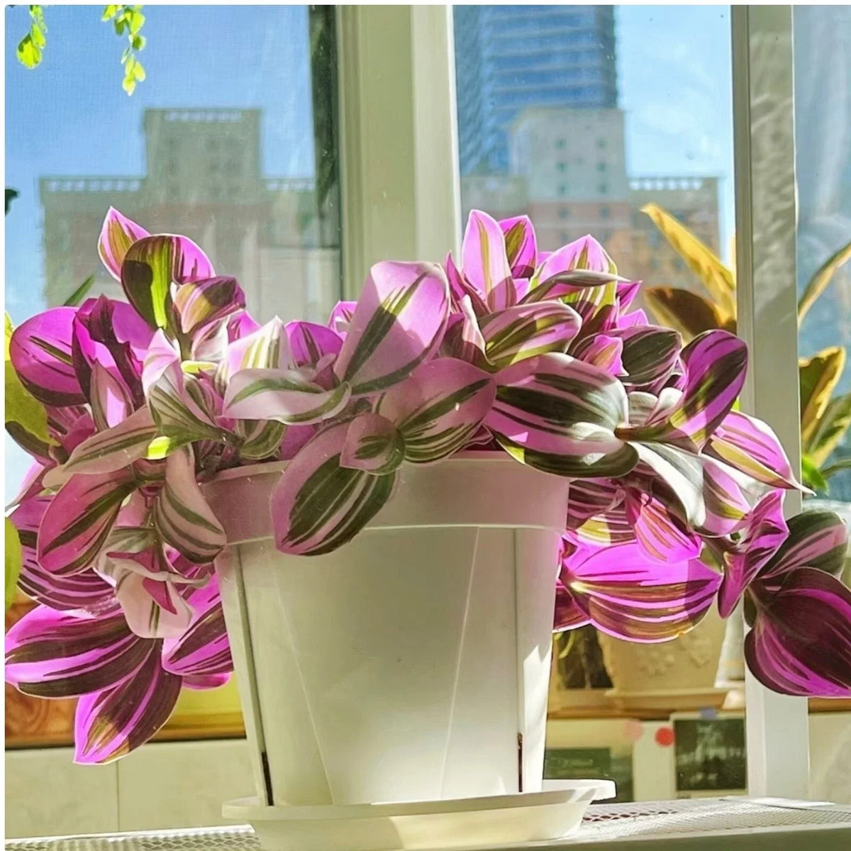 Unrooted Tradescantia Nanouk Cuttings 3-4 inches, Pink Variegated Wandering Jew Plant, Tradescantia albiflora 'Nanouk' for Indoor Gardening