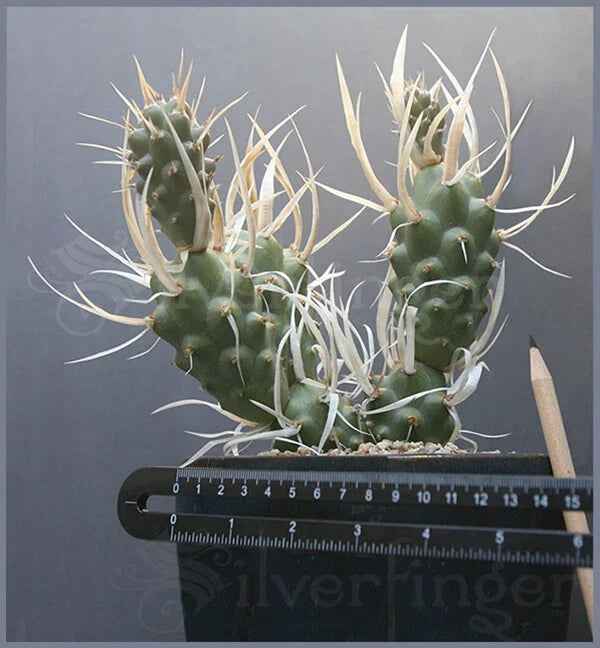 Live Paper Spine Cactus Plant - Tephrocactus articulatus papyracanthus - Unique Succulent for Indoor & Outdoor Decor