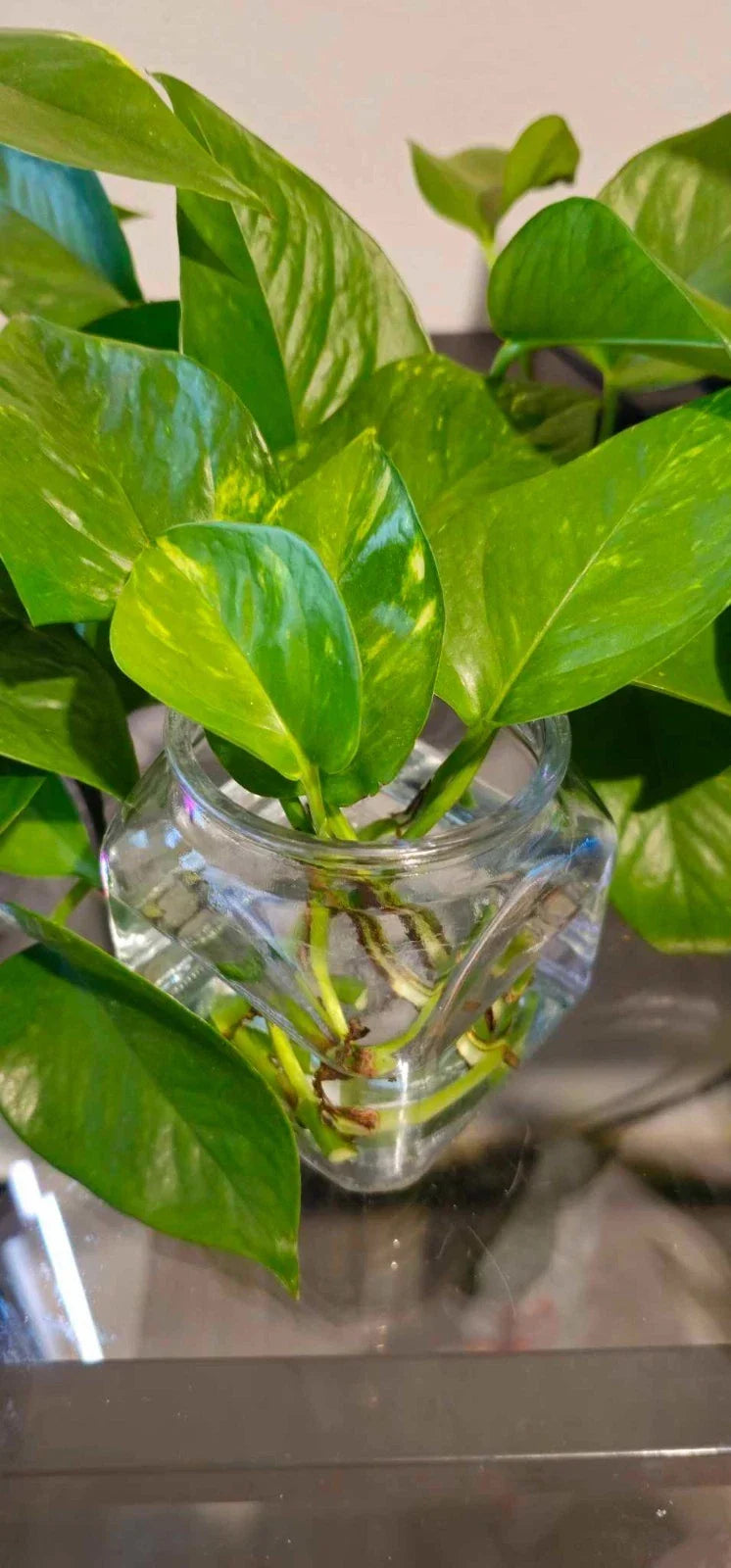 Golden Pothos Cuttings - Healthy Indoor House Plant - Epipremnum aureum - Easy Care, Fast Growing, Propagation-Friendly