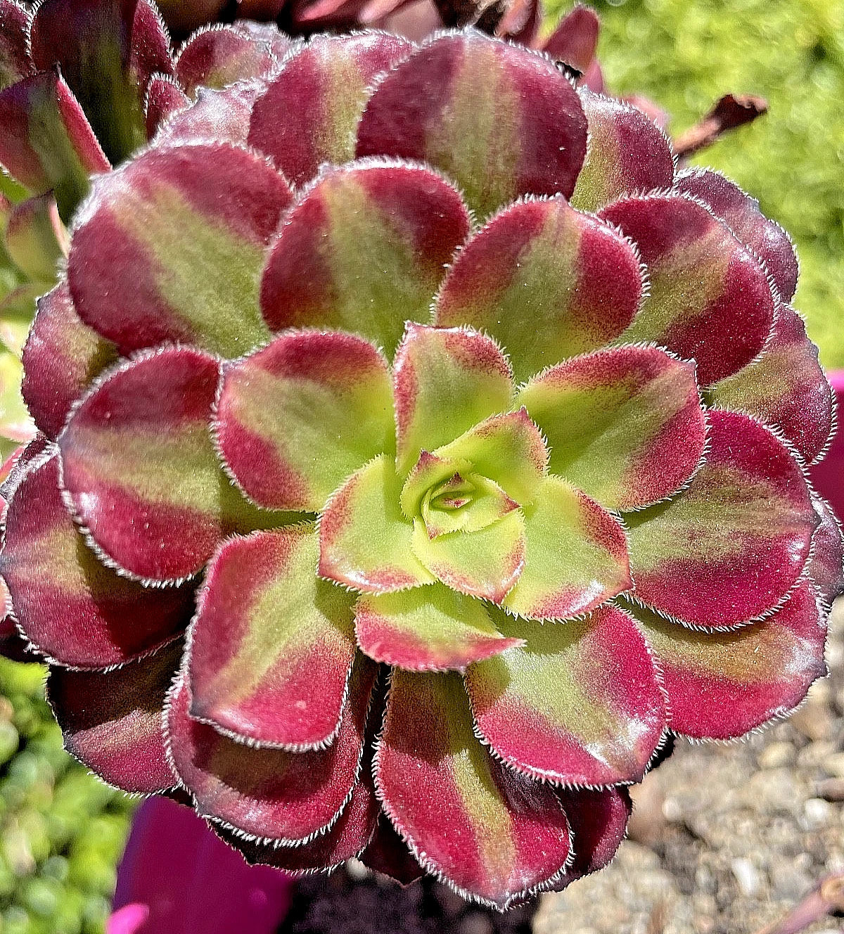 Rare Aeonium Mardi Gras Succulent Cutting 3-4" Variegated Live Plant, Colorful Crassulaceae, Indoor & Outdoor Container Gardening