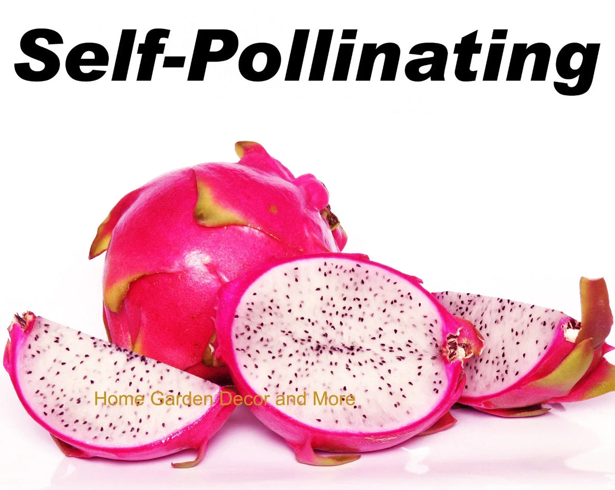 Rooted Vietnamese Dragon Fruit Plants 5-Pack, White Flesh Pitaya, Self-Pollinating, Hylocereus undatus