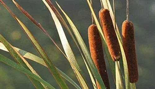 Cattail Seeds for Planting - 50 Count Aquatic Typha latifolia Seeds