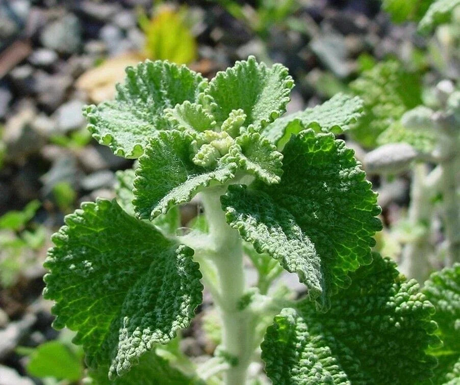 White Horehound Herb Seeds - Marrubium vulgare - Organic Herbal Garden Seeds for Growing & Remedies