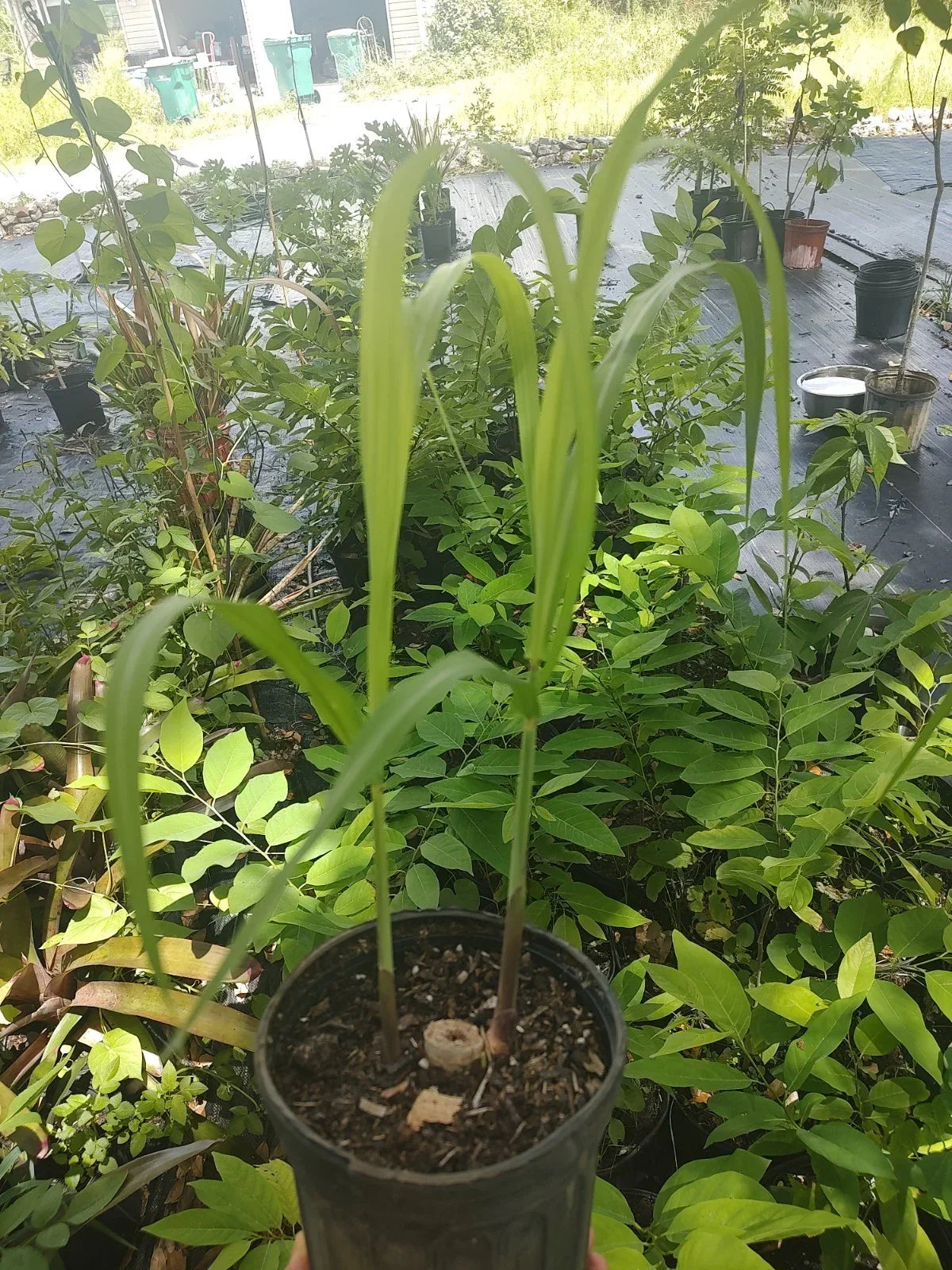 Green Sugarcane Plant in One Gallon Pot Saccharum officinarum Tropical Edible Landscape