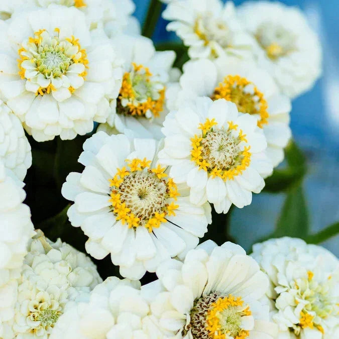 Pumila White Zinnia Seeds - 100+ Pack | Zinnia elegans Garden Seeds USA