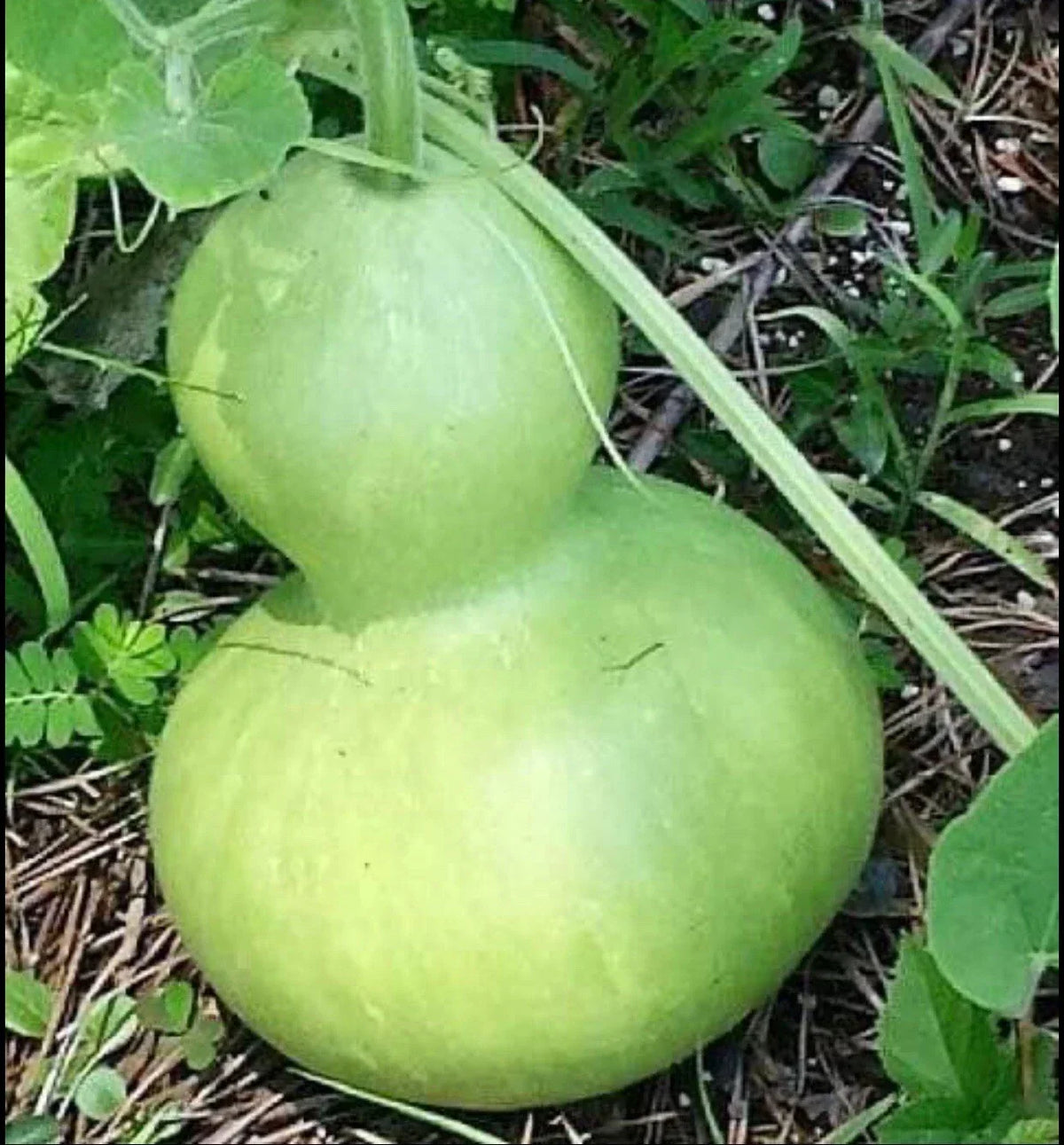 Birdhouse Gourd Seeds - 10+ Calabash Asian Buddha Squash, Cucurbita gourd