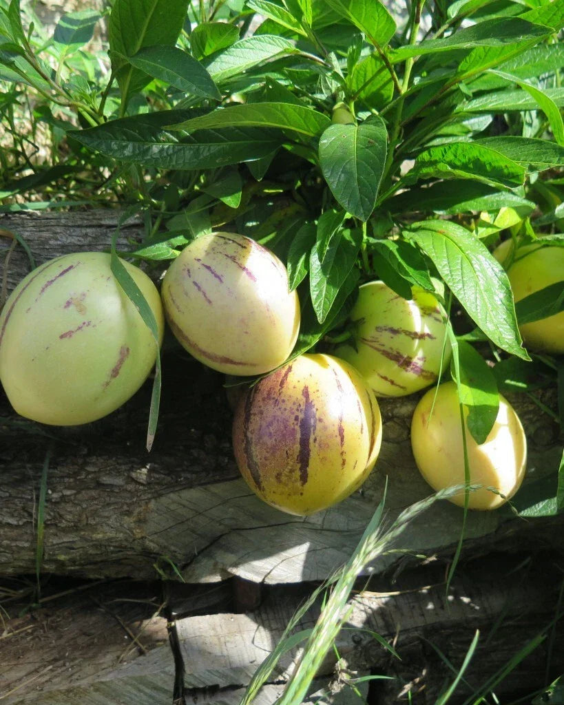 Pepino Melon Seeds - 20 Pack of Solanum muricatum Fruit Seeds for Home Gardening, Sweet Cucumber, Edible Fruit, Container or Garden Plant