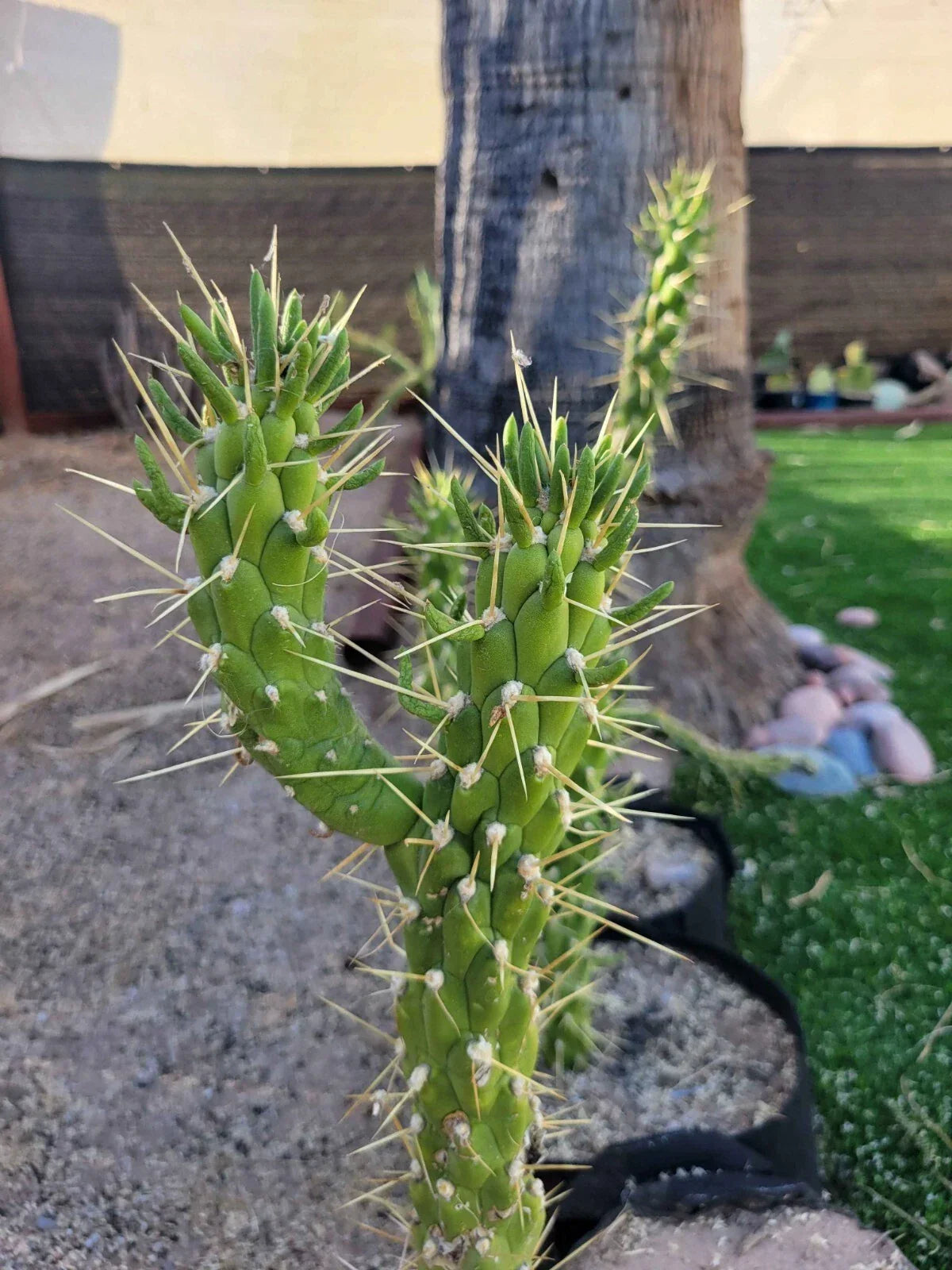 Eve's Needle Cactus Cutting - Austrocylindropuntia - Succulent Plant for Indoor & Outdoor Gardens - Drought Tolerant