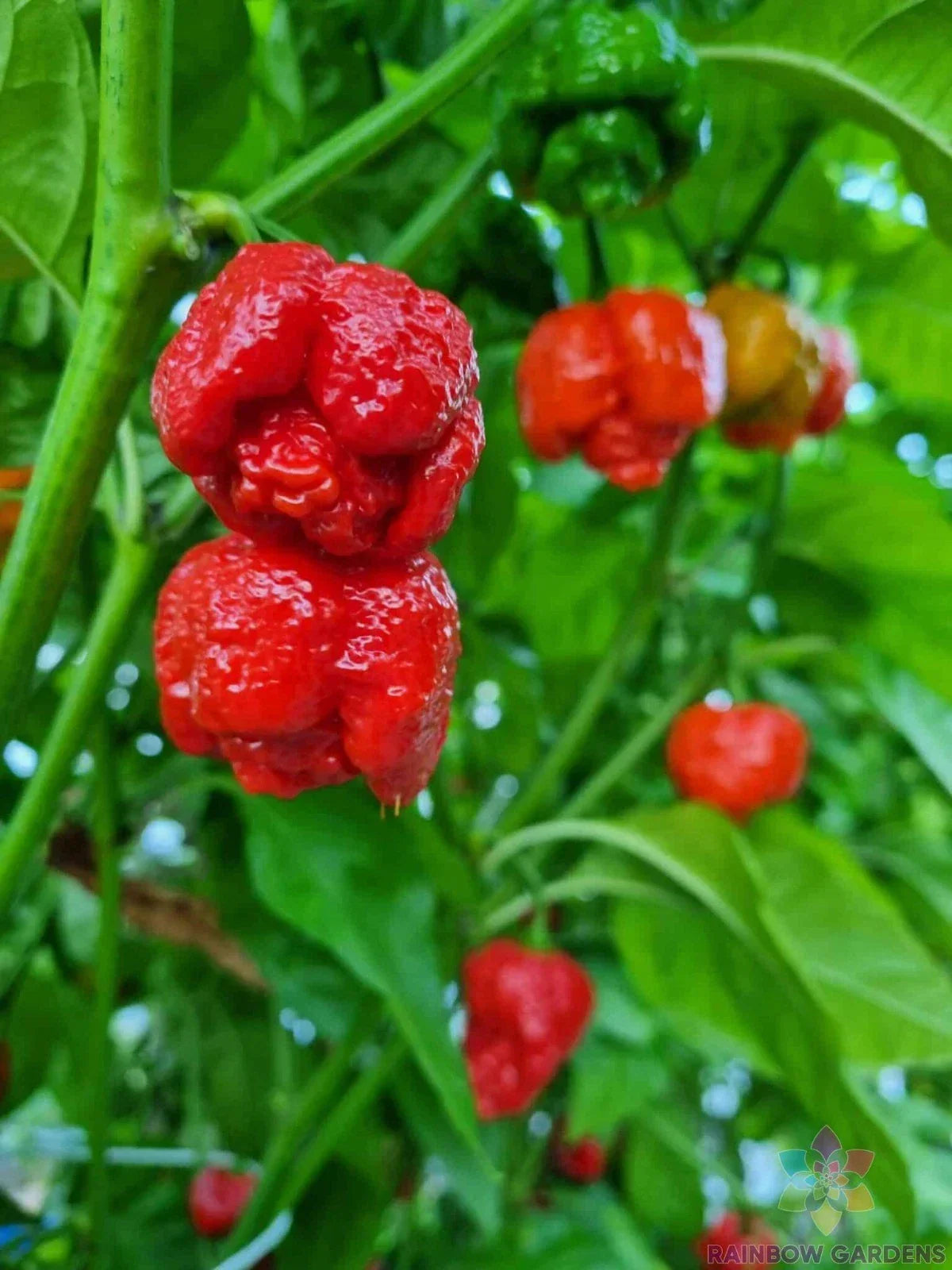 7 Pot Infinity Hot Pepper Seeds - 25+ Pack - Capsicum chinense - USA