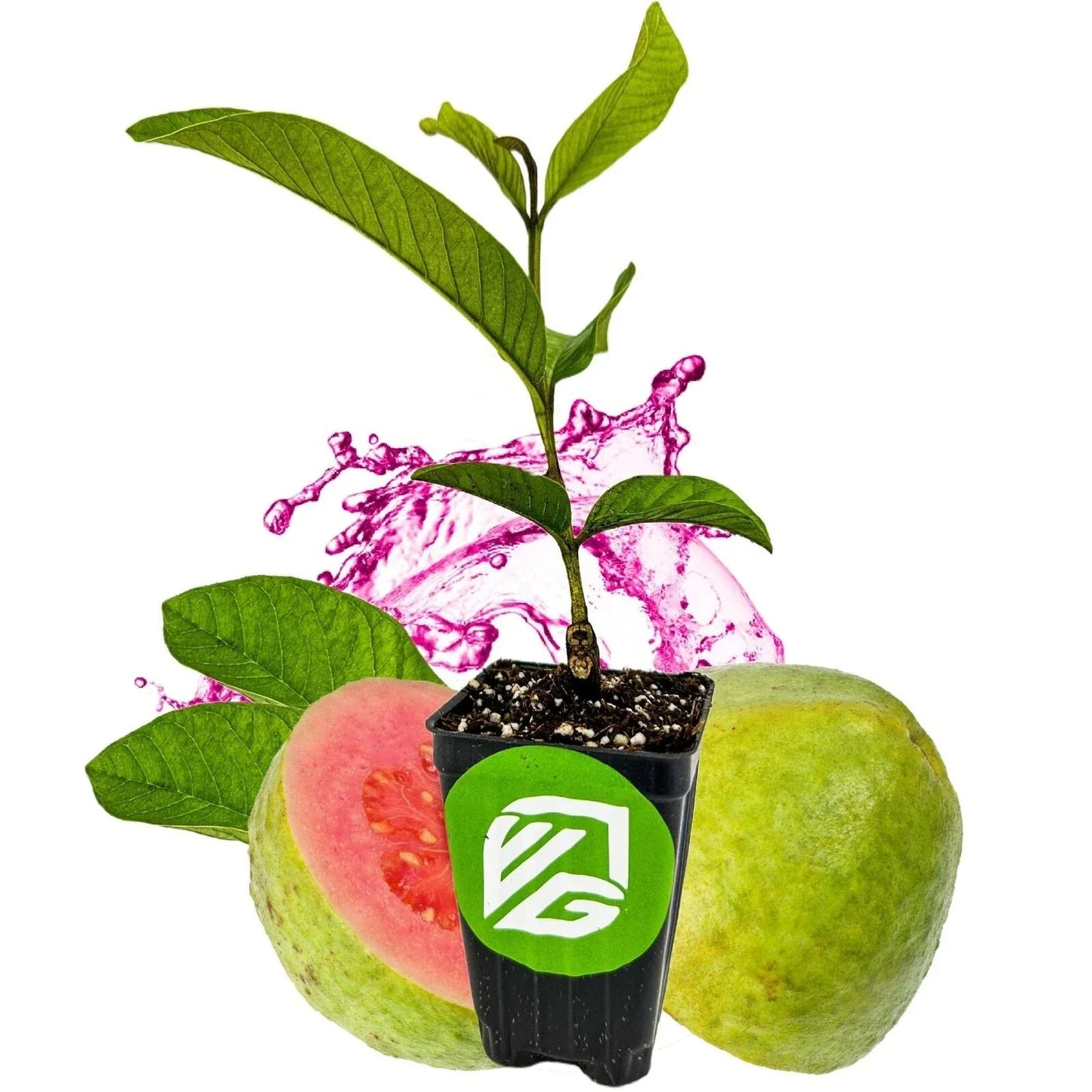 Barbie Pink Guava Live Plant in 3-Inch Pot - Psidium guajava Tropical Fruit Plant for Garden or Indoor