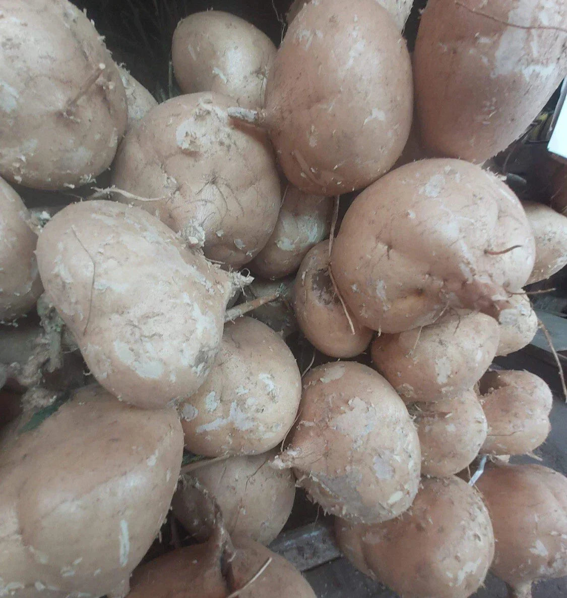Jicama Seeds - 50+ Non-GMO Mexican Yam Bean Seeds - Pachyrhizus erosus