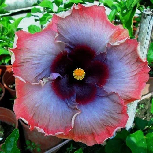 Pink Grey Purple Hibiscus Seeds - Perennial Flower Seeds for Garden, Hibiscus rosa-sinensis, Vibrant Blooms
