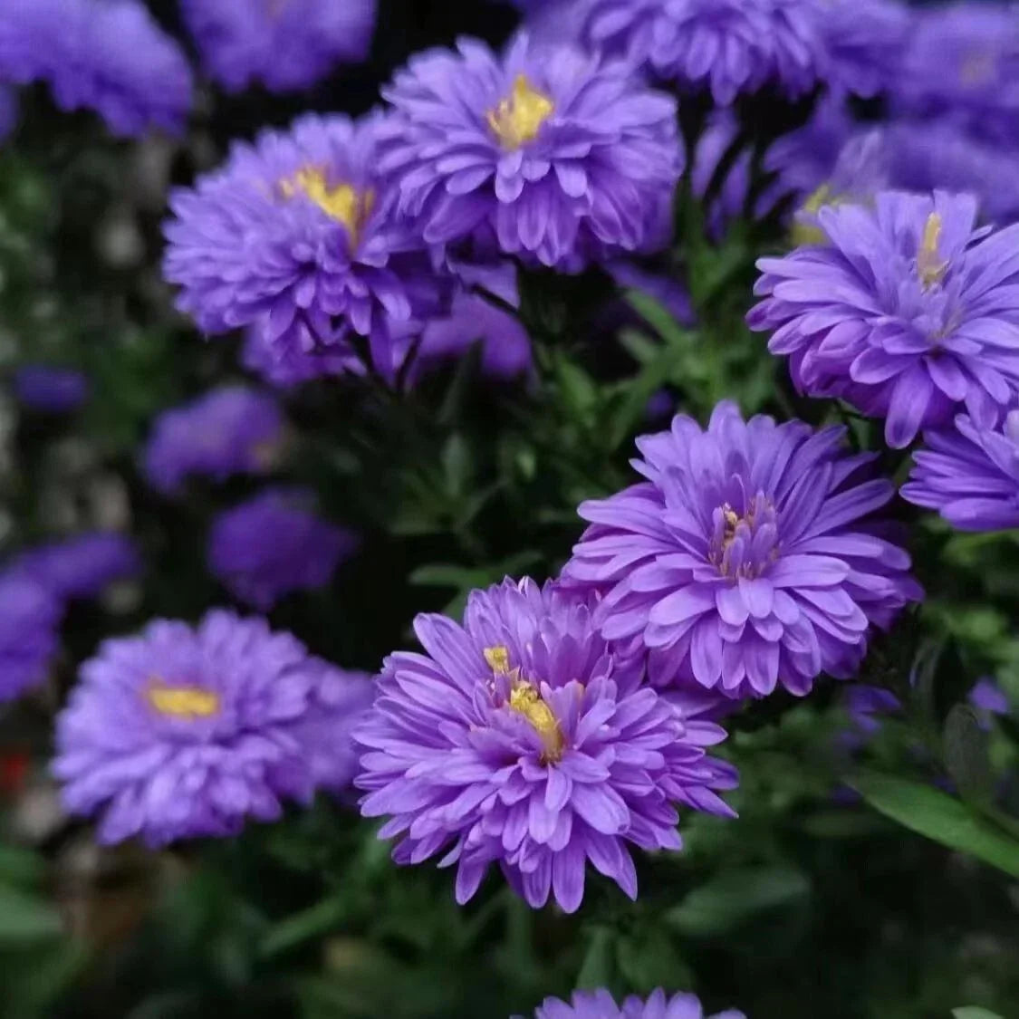 New England Aster Seeds - 500+ Purple Perennial Wildflower - Symphyotrichum novae-angliae, Native North America, Butterfly & Bee Attractant