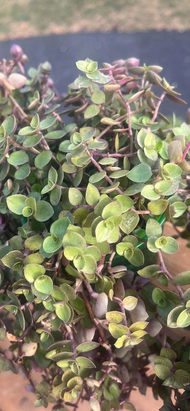 Tradescantia Pallida Variegated Purple Heart Plant - Trailing Houseplant, Easy Care, Pet-Friendly, Indoor/Outdoor
