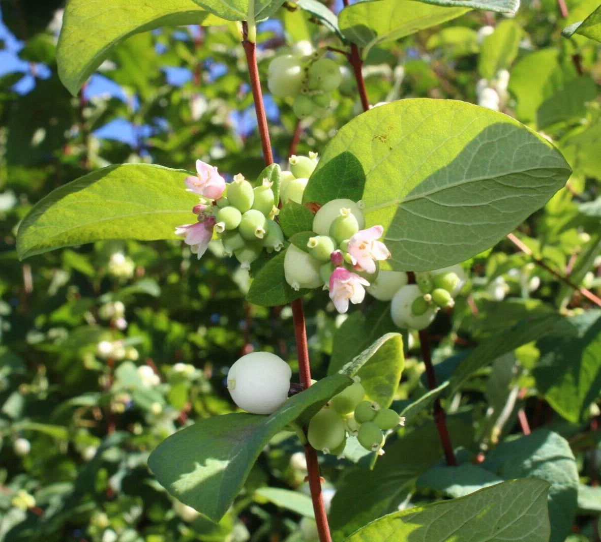 Snowberry Seeds - 40 Pack Symphoricarpos albus Honeysuckle Bush Shrub for Gardens, Borders & Wildlife