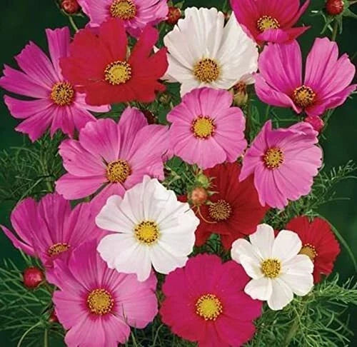 Cosmos Flower Seeds Sensation Mix - 1,000 Non-GMO Seeds | Cosmos bipinnatus