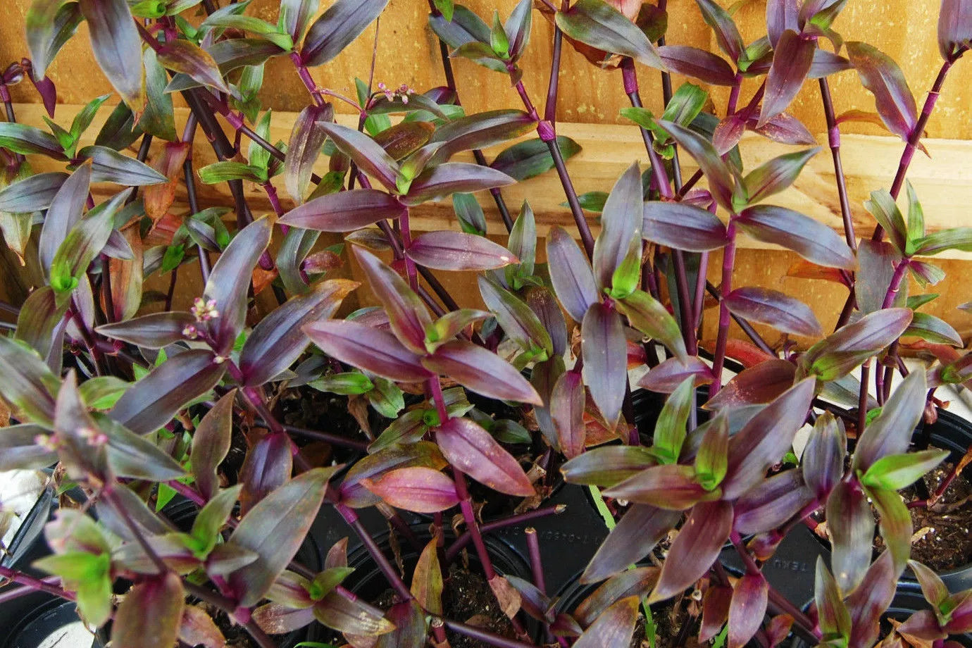 Purple Scimitars Spiderwort Plant - 4-inch Pot - Tripogandra Serrulata, Tradescantia Elongata Indoor Houseplant