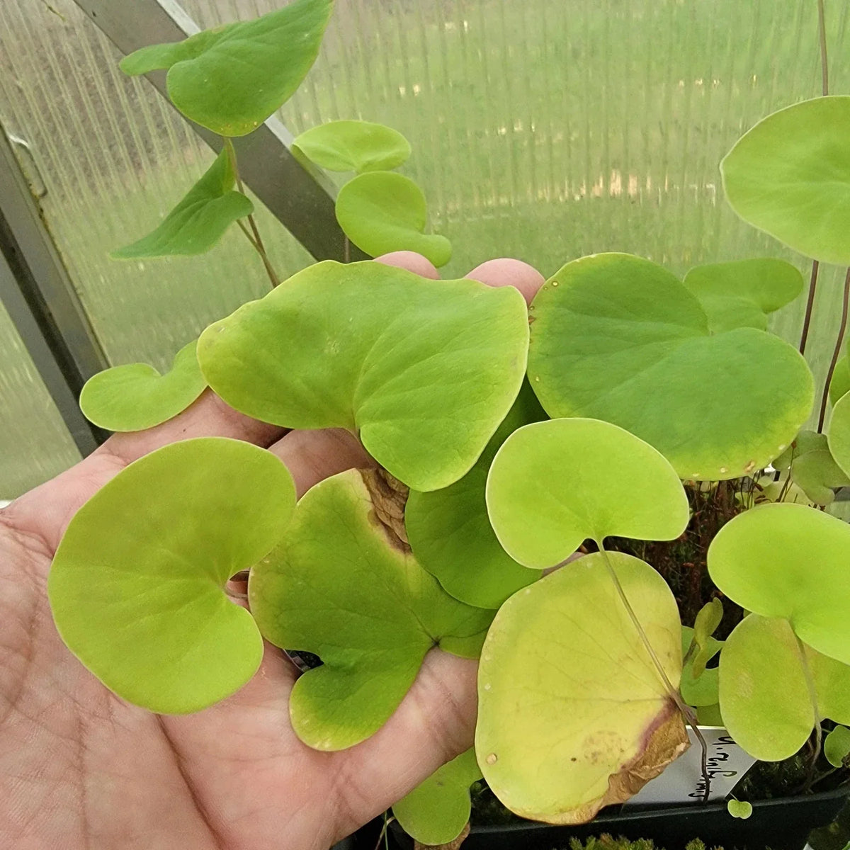 Utricularia reniformis Plant Cutting – Established Roots, Highland Aquatic Bladderwort, Carnivorous Plant for Terrariums & Aquariums