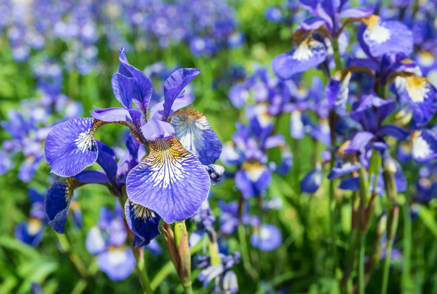 Siberian Iris Starter Plant - Well Rooted Early Bloomer for Borders & Mass Planting