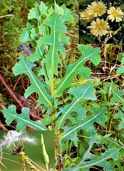 Wild Lettuce Seeds - 50 Prickly Opium Lettuce - Medicinal Herb Lactuca serriola for Organic Gardening & Herbal Remedies