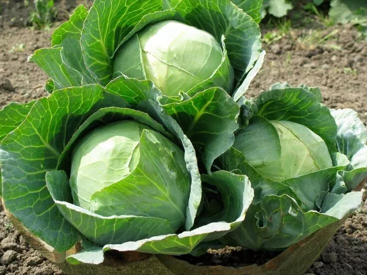 Heirloom Danish Ballhead Cabbage Seeds – Non-GMO Brassica oleracea, Compact Vegetable for Salads & Cooking, 100+ Seeds