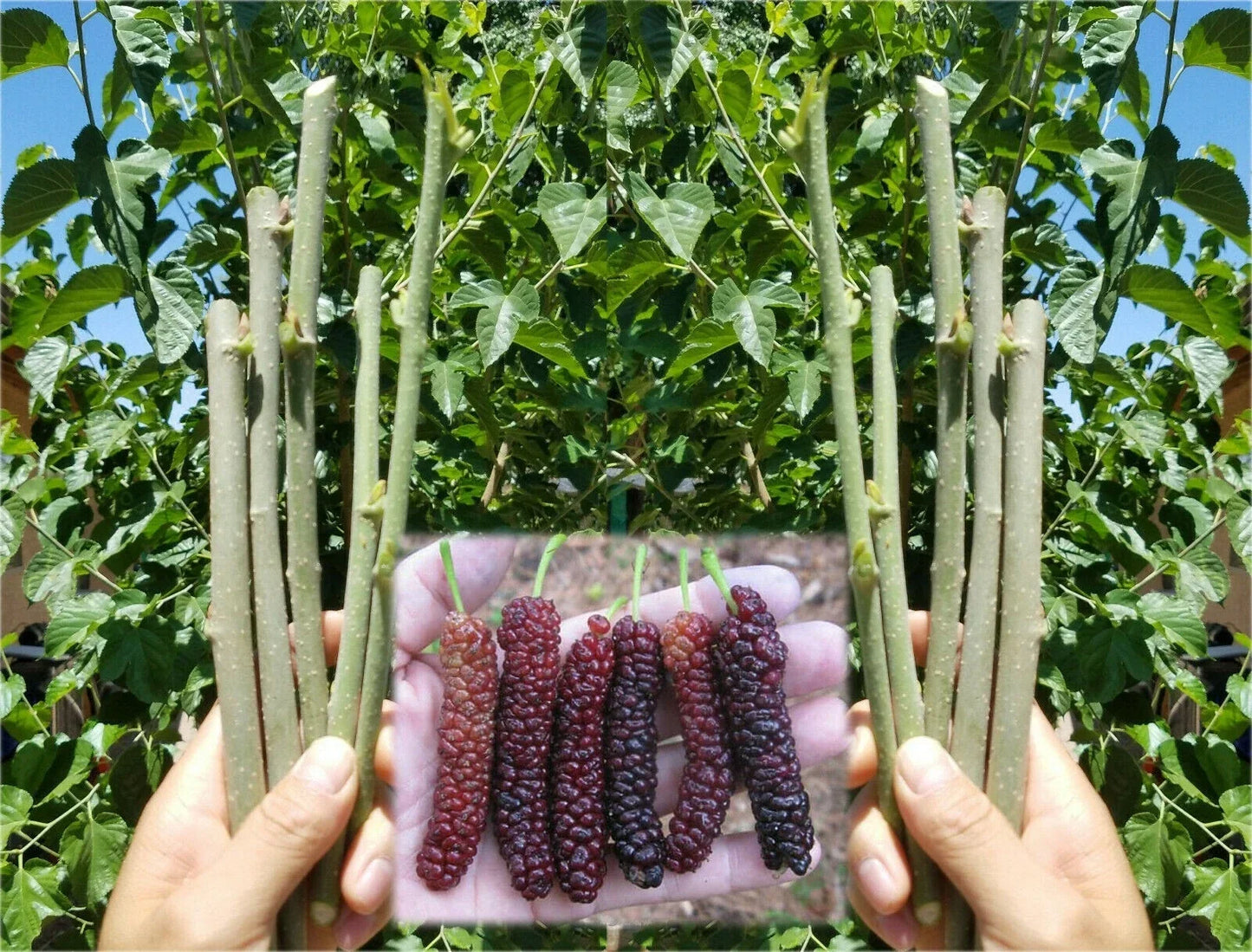 Pakistan Mulberry Cuttings - 10 Organic Fresh Rooting Grafting Cuttings Morus nigra for Propagation