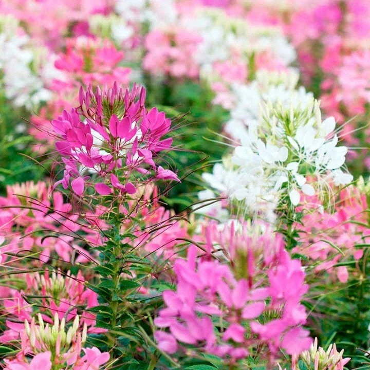 Firework Mix Spider Seeds - Clome Spinosa Perennial, Bee Friendly, 100 Pack, Pollinator Attracting, Garden Flower Seeds