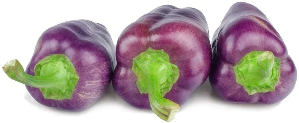 Purple Pepper Seeds - 100+ Capsicum annuum Seeds for Garden and Cooking