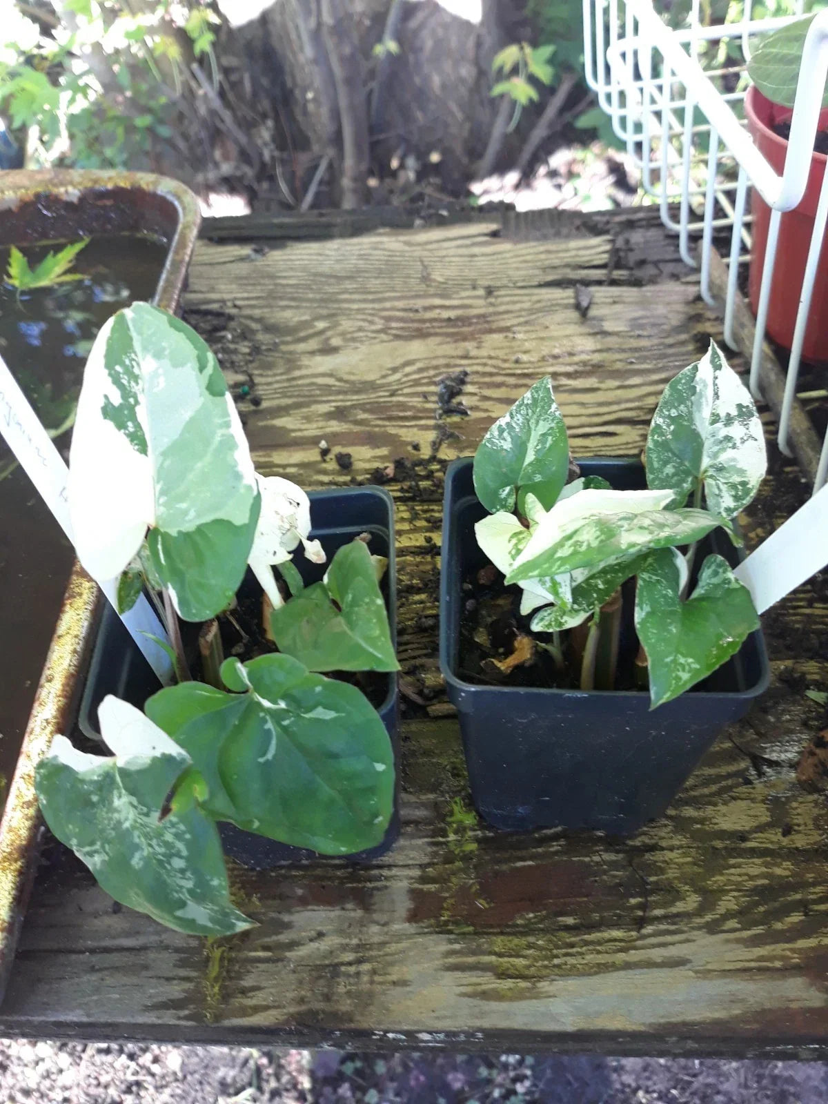 Variegated Arrowhead Vine Plant - Potted 4-Inch Syngonium Albo Variegated Indoor Houseplant for Air Purification