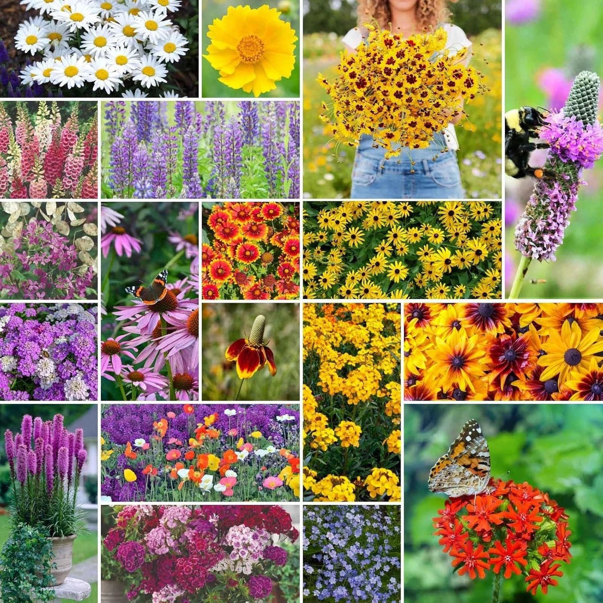 Perennial Wildflower Seeds Mix 5 lb Non-GMO Native Pollinator-Friendly for Garden Planting