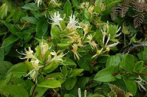 Japanese Honeysuckle Vines 7-Pack - Heirloom Southern Alabama Lonicera japonica