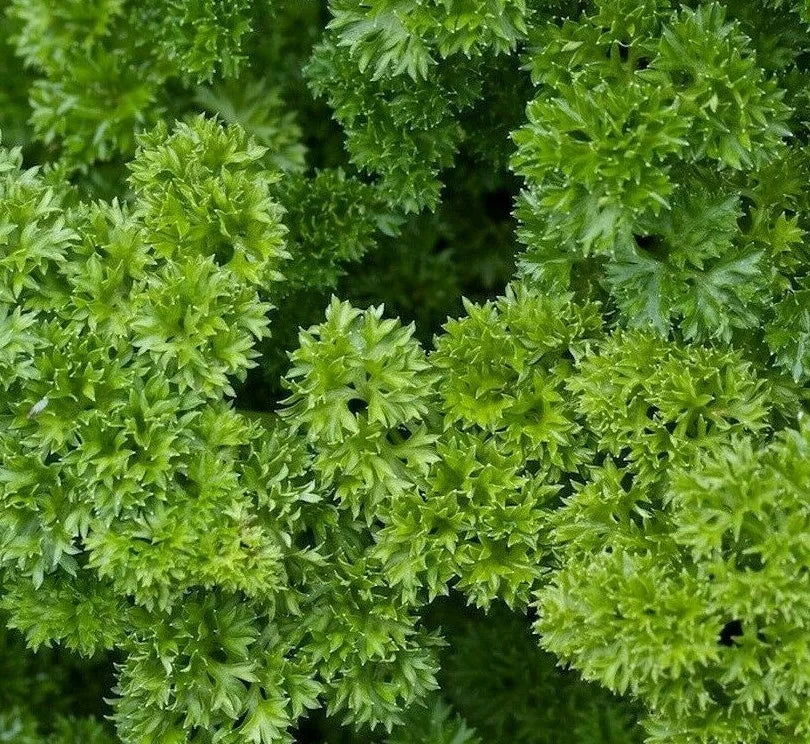 Parsley Seeds 500+ Moss Curled Culinary Herb Garden Petroselinum crispum, Organic, Full Sun, Easy to Grow