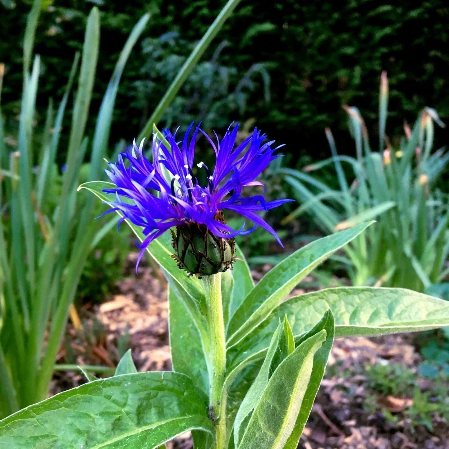 Mountain Blue Cornflower Seeds - 20 Perennial Seeds - Centaurea montana - Cold Hardy Flower Seeds for Borders & Pollinators