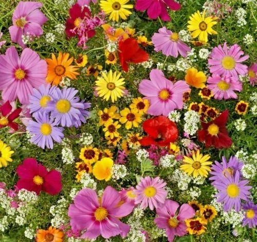 All Annual Wildflower Seed Pack - Native Mix for Gardens, Pollinator Attracting, Eco-Friendly Wildflower Seeds