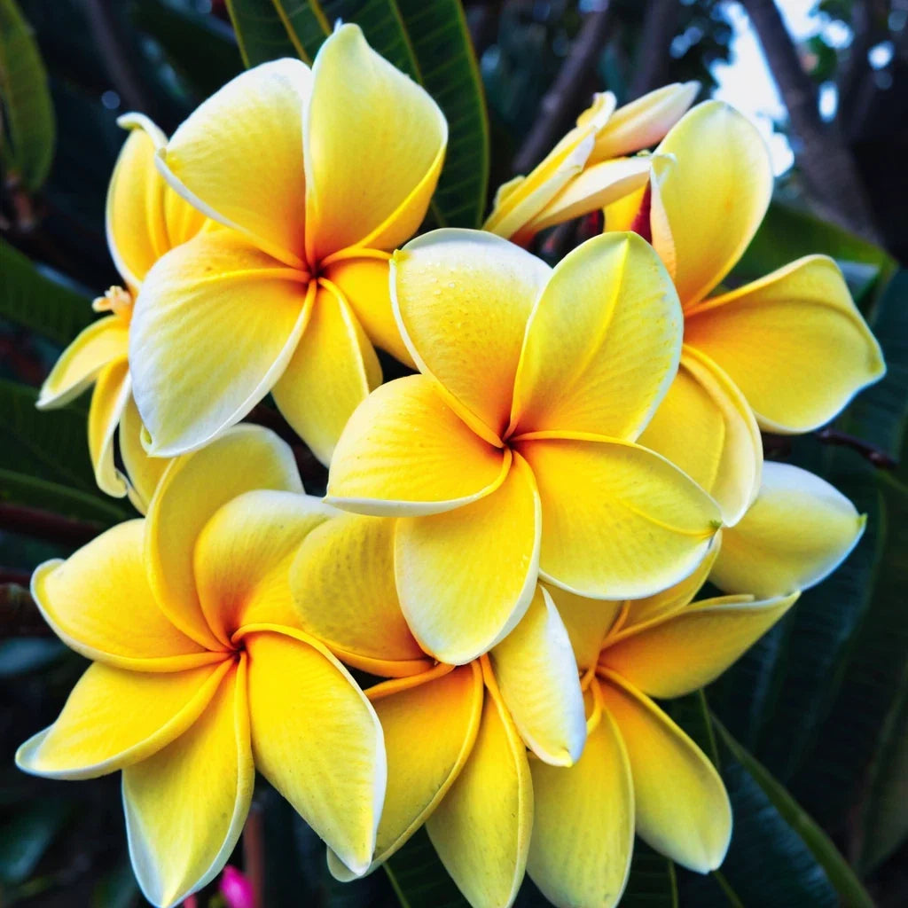 Plumeria Seeds – 5 Yellow White Hawaiian Flower Seeds – Perennial Tropical Plant (Plumeria spp.)