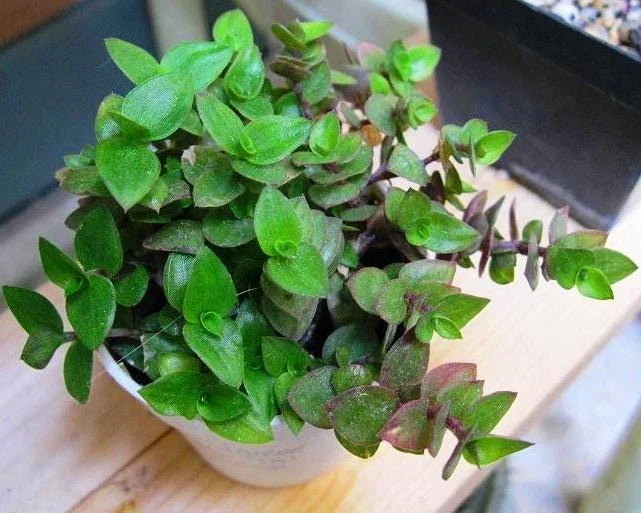 Dwarf Wandering Jew Plant 2" Pot | Tradescantia Minima Callisia Repens | Trailing Indoor Greenery