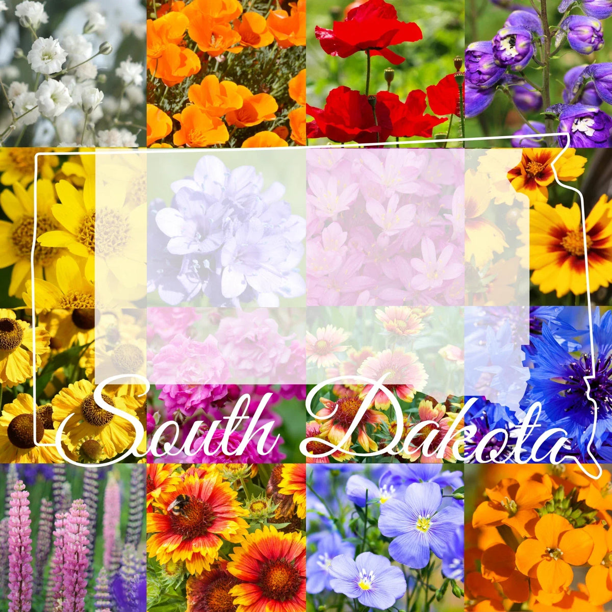 Wildflower Seed Mix 1/2 Pound South Dakota Western Native Seeds for Pollinators, Covers 1,600 sq ft