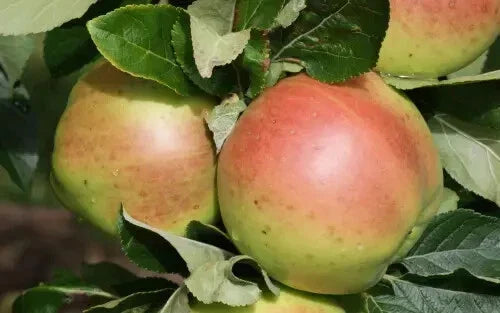 Scotch Dumpling Apple Seeds - 25+ Heirloom Malus domestica for Garden Planting USA