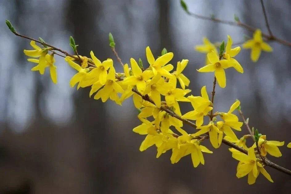 Forsythia Plant Cuttings 6-8" Fresh Unrooted Propagation Pack for Gardening and Landscaping - Forsythia x intermedia