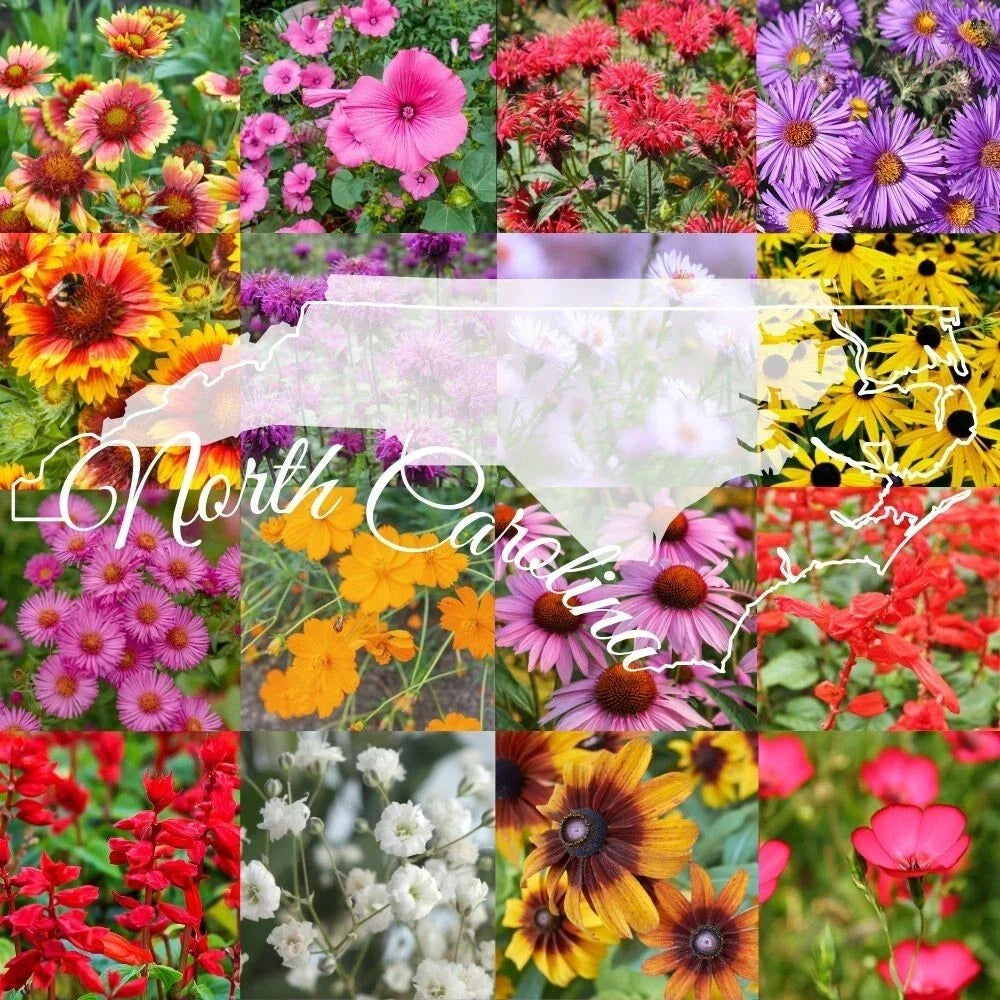 Wildflower Seed Mix 1 lb Bulk North Carolina Native Wildflowers Cover 2000 sq ft, Bee & Butterfly Attracting, Non-GMO