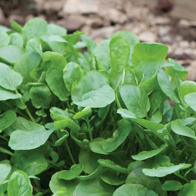 Upland Cress Seeds - 4000 Count Non-GMO Heirloom Early Cress Creasy Greens - USA Seller