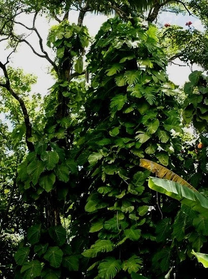 Giant Hawaiian Green Pothos Vine Cuttings 5 Pack 6-8" Epipremnum aureum Trailing Plant