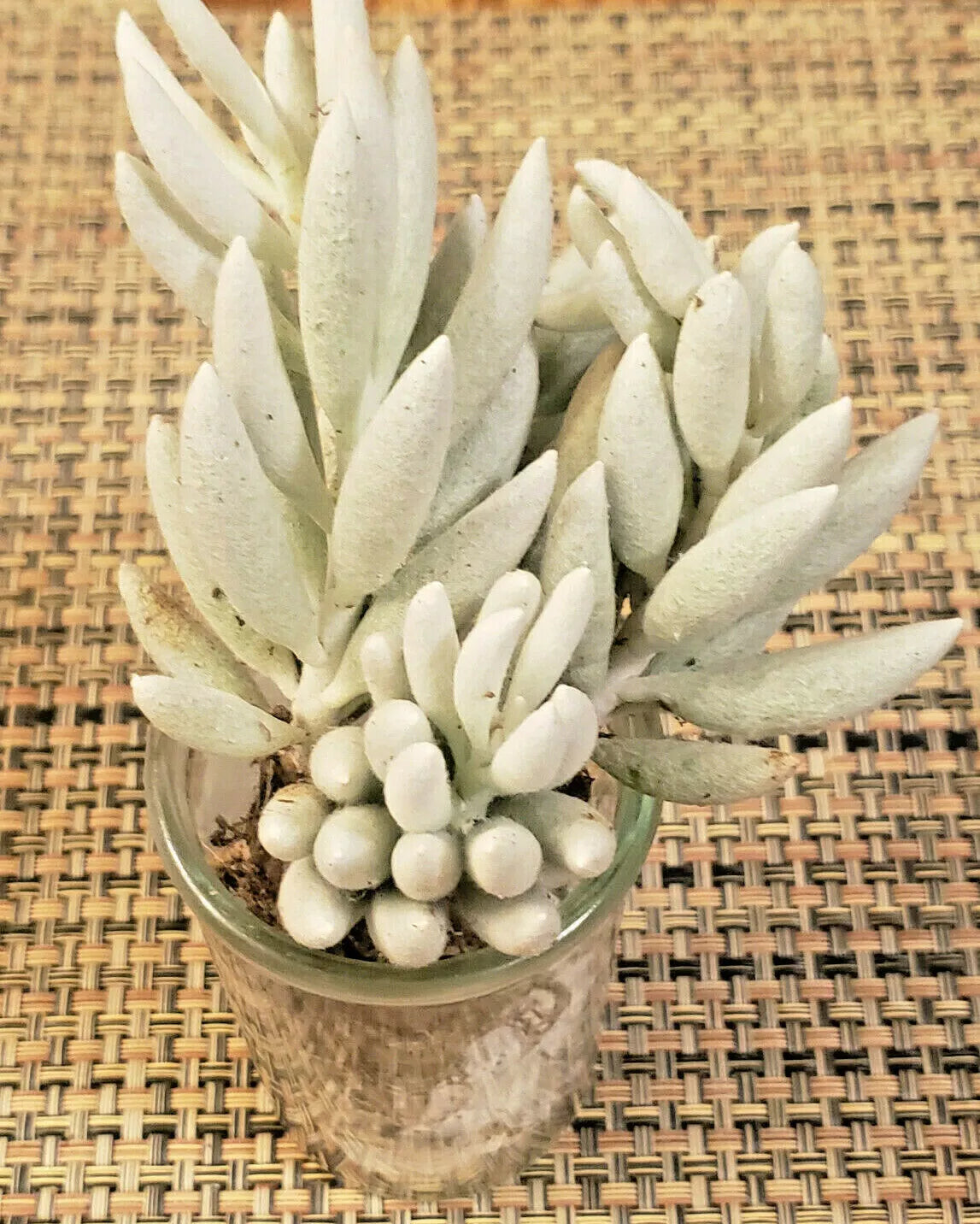 Senecio Haworthii Succulent Cutting - 4" Unrooted, Whitest of All Succulents, Silvery Foliage, Drought Tolerant, Indoor & Outdoor Plant