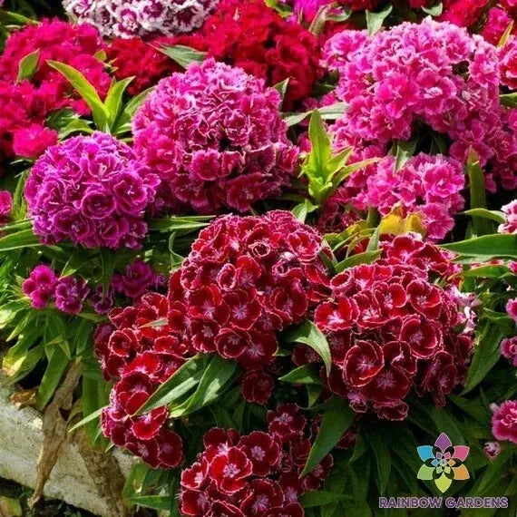 Pinocchio Mix Carnation Seeds - 200+ Pack | Dianthus caryophyllus | USA Quality